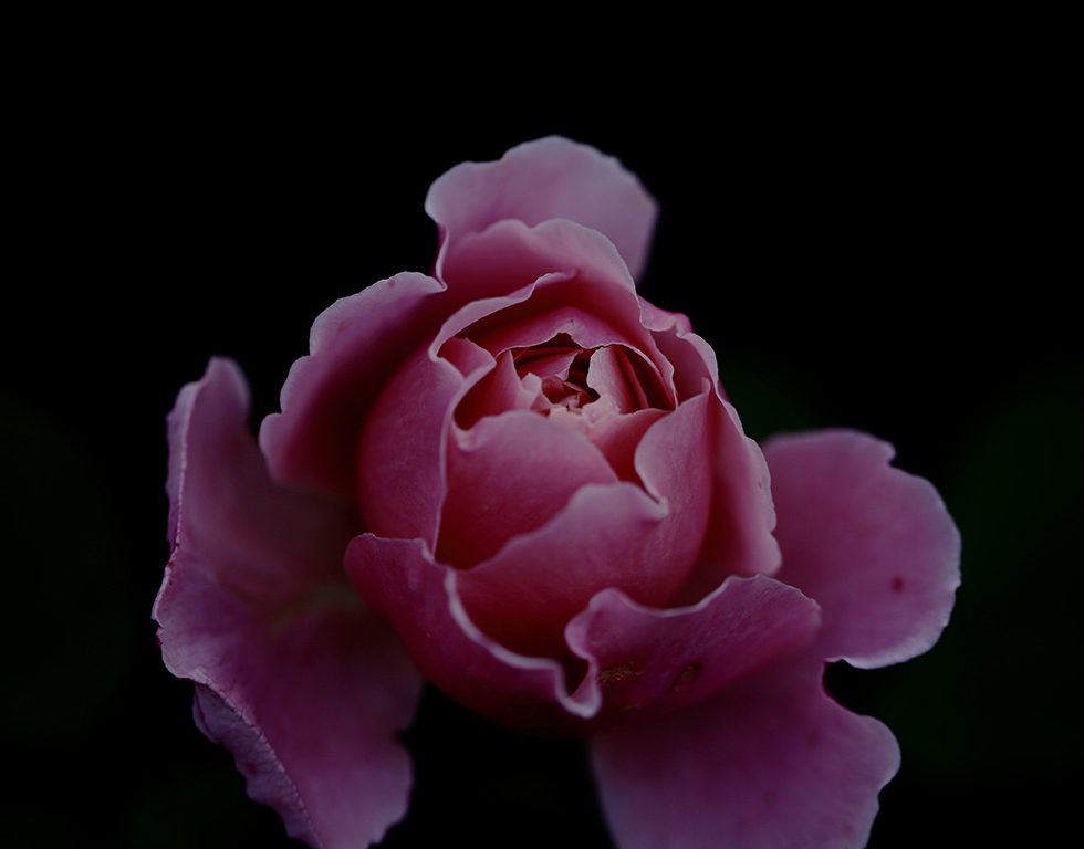 Endlich Horizont - Rosenblüte