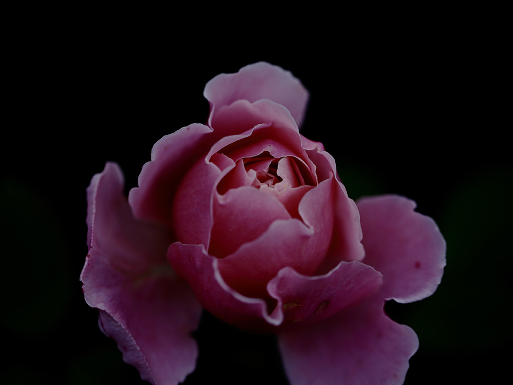Endlich Horizont - Rosenblüte